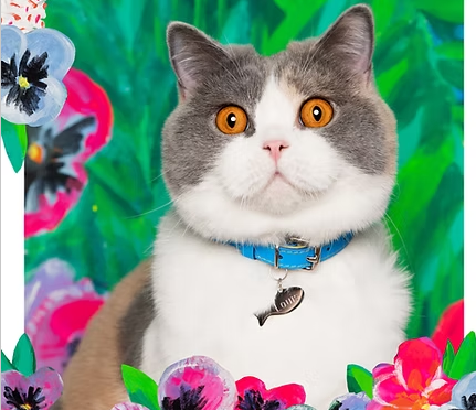 cat collar louis orange