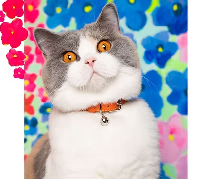 cat collar louis orange