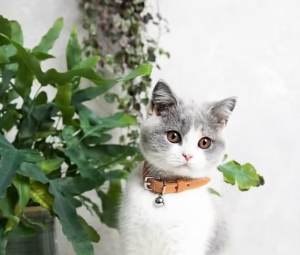 Cat Collar /Muted Heritage