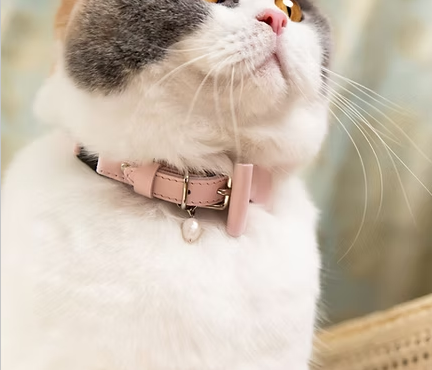 cat collar Rococo